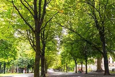 Trees in the Park — Landscaping in Kankakee, IL