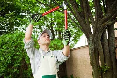 Man Trimming the Tree — Stump Removal in Kankakee, IL