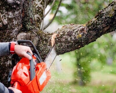Man Chainsawing the Tree — Stump Removal in Kankakee, IL