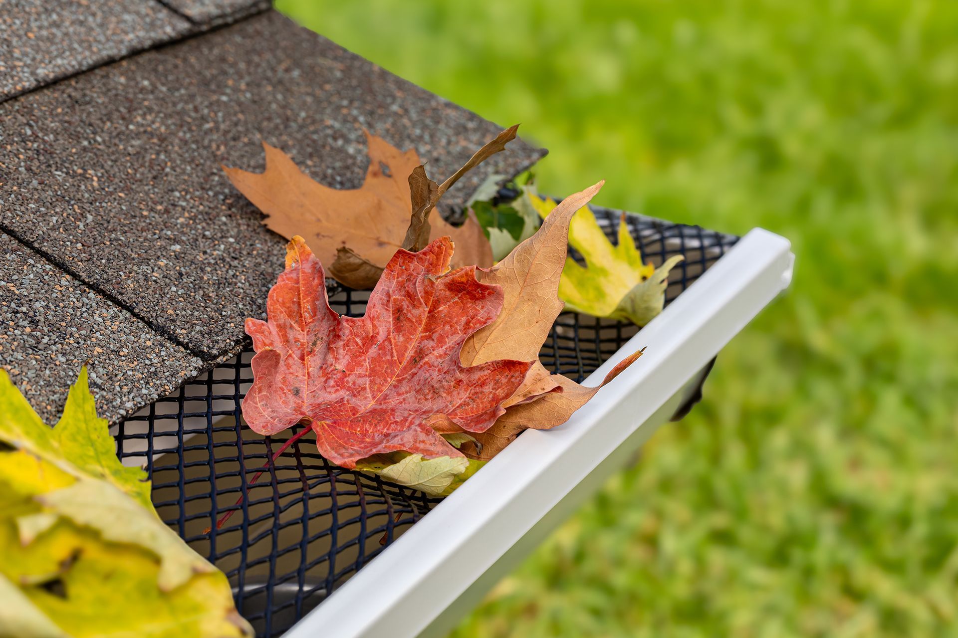 Leaves in a gutter with a mesh guard, viewed from the side, with a green background.