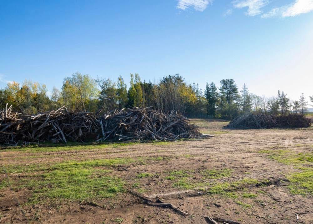 Open dirt clearing with piles of brush and a line of trees under a blue sky