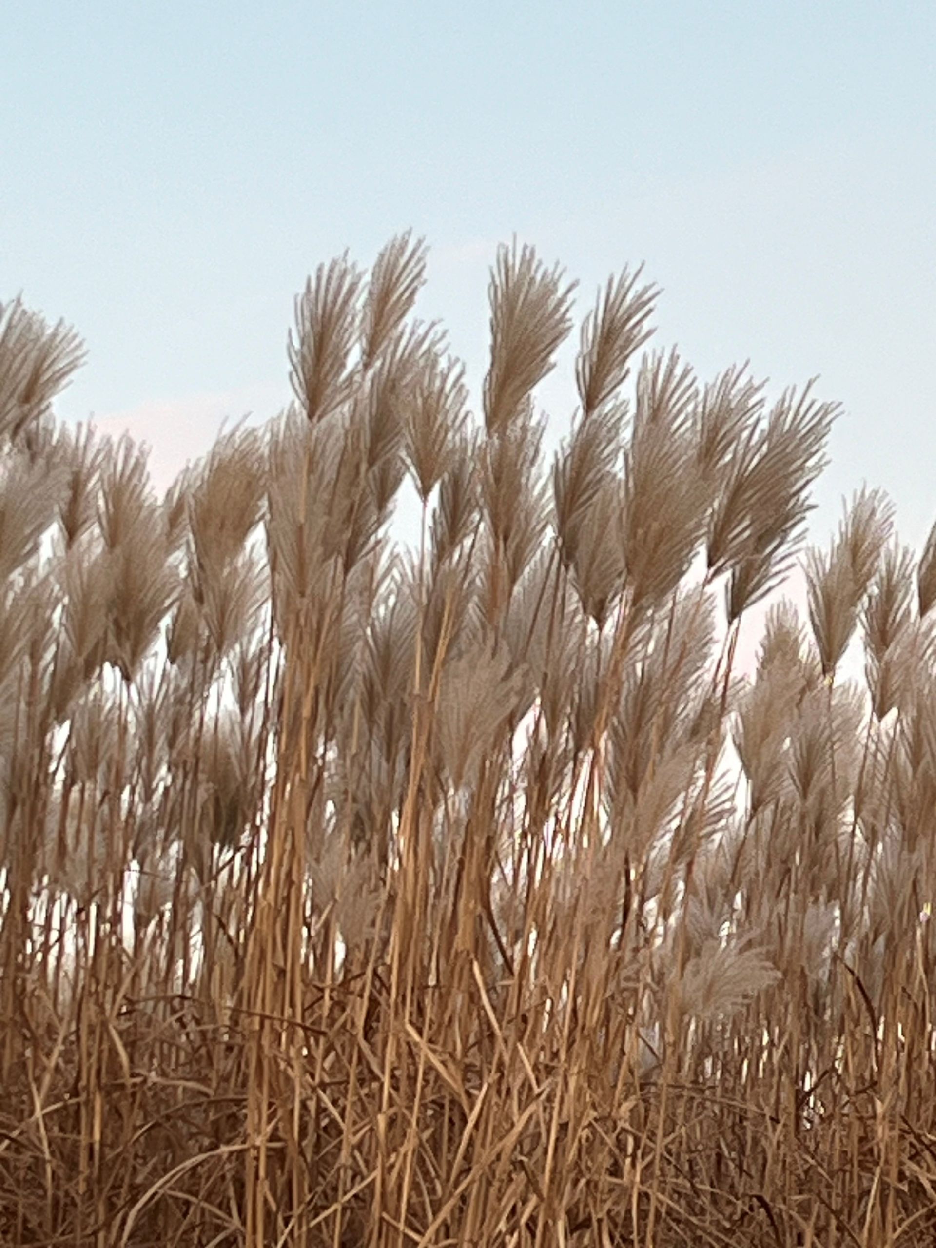 Un champ d'herbes hautes soufflé par le vent sur un ciel bleu.