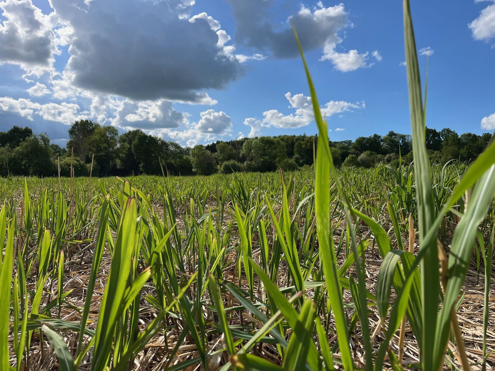 Un champ d'herbe avec un ciel nuageux en arrière-plan
