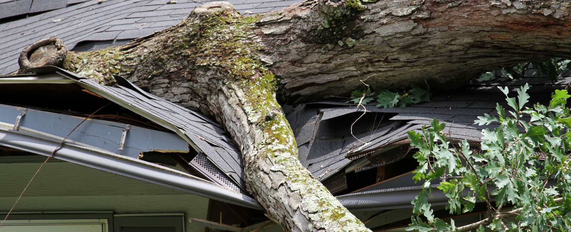 A tree has fallen on the roof of a house.