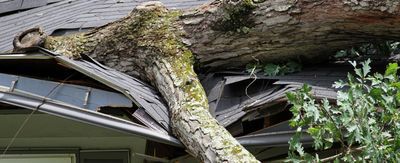 A tree has fallen on the roof of a house.