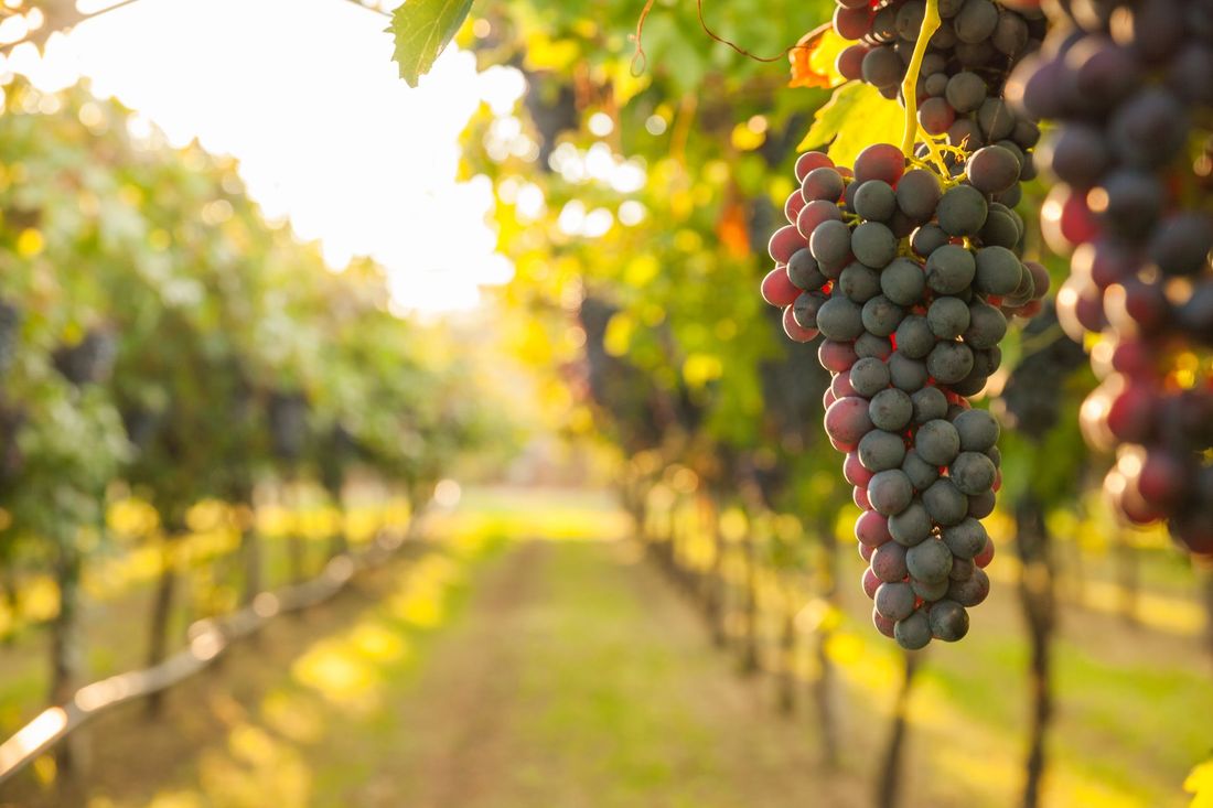 grappolo d'uva dell'azienda vitivinicola