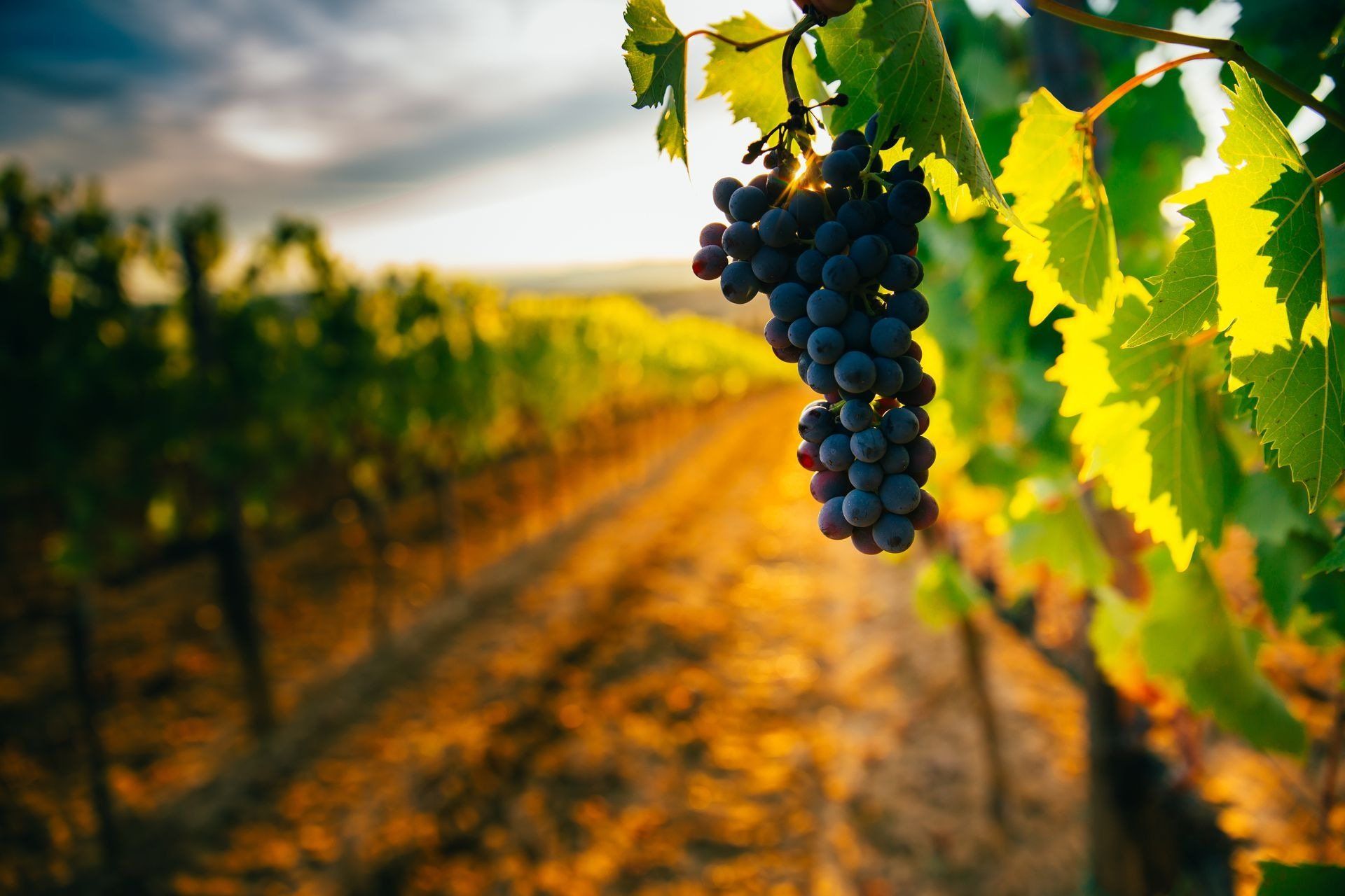 Viticoltori da generazioni