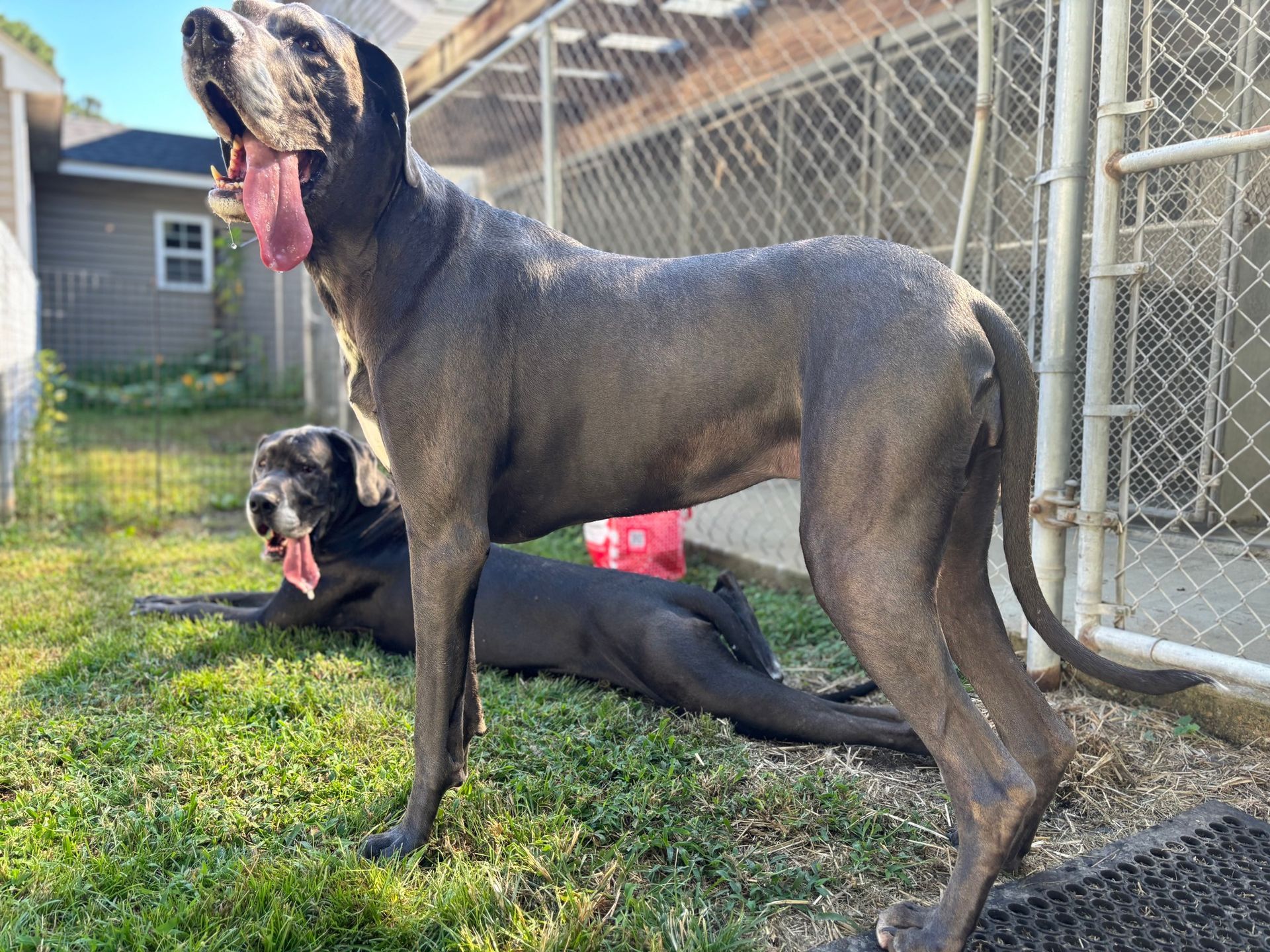 Two wet Great Danes, one standing with tongue out, one lying down in a grassy yard near a fence.