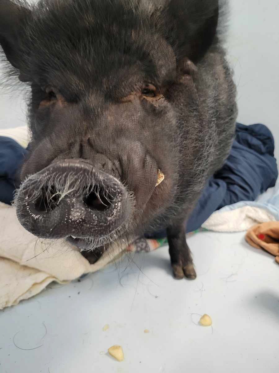 Black pig with a large snout, standing indoors, near some light-colored food.
