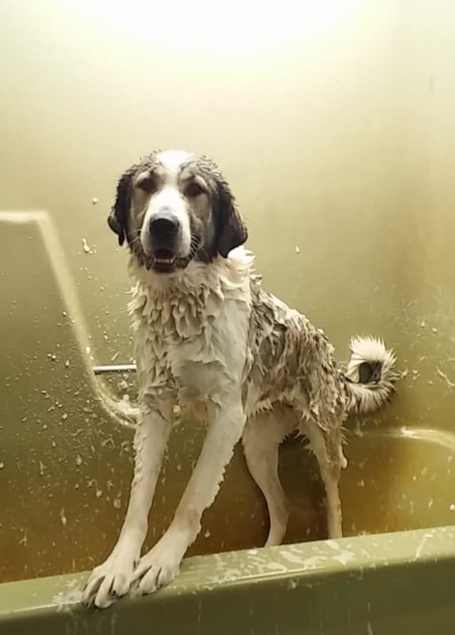 Wet dog, standing in a bathtub, white and brown fur, happy expression, splashes.