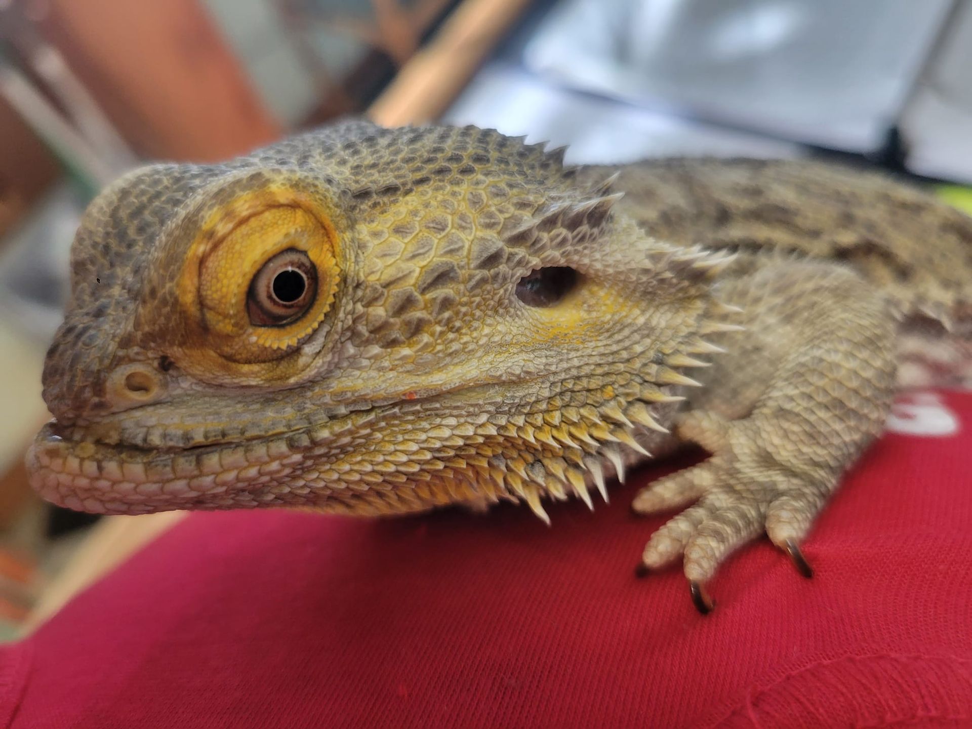 Bearded dragon with yellow-tinged head, resting on a red surface, close-up.