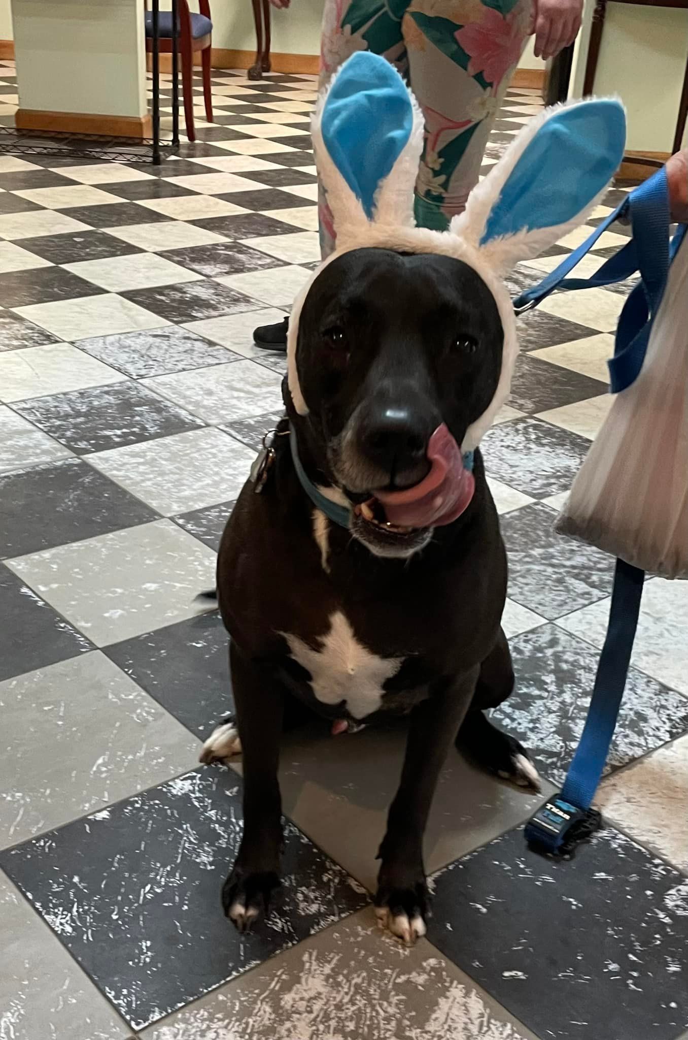 Black dog wearing blue bunny ears, licking its lips, sitting on a checkered floor.