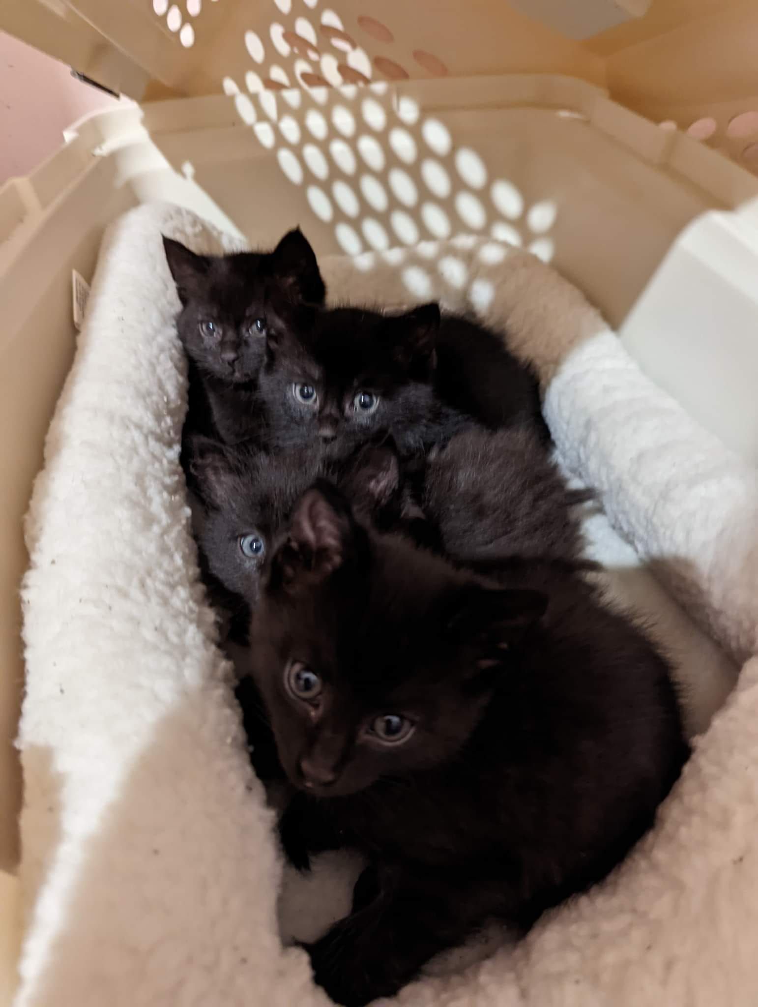 Four black kittens huddled together in a fluffy white-lined carrier.