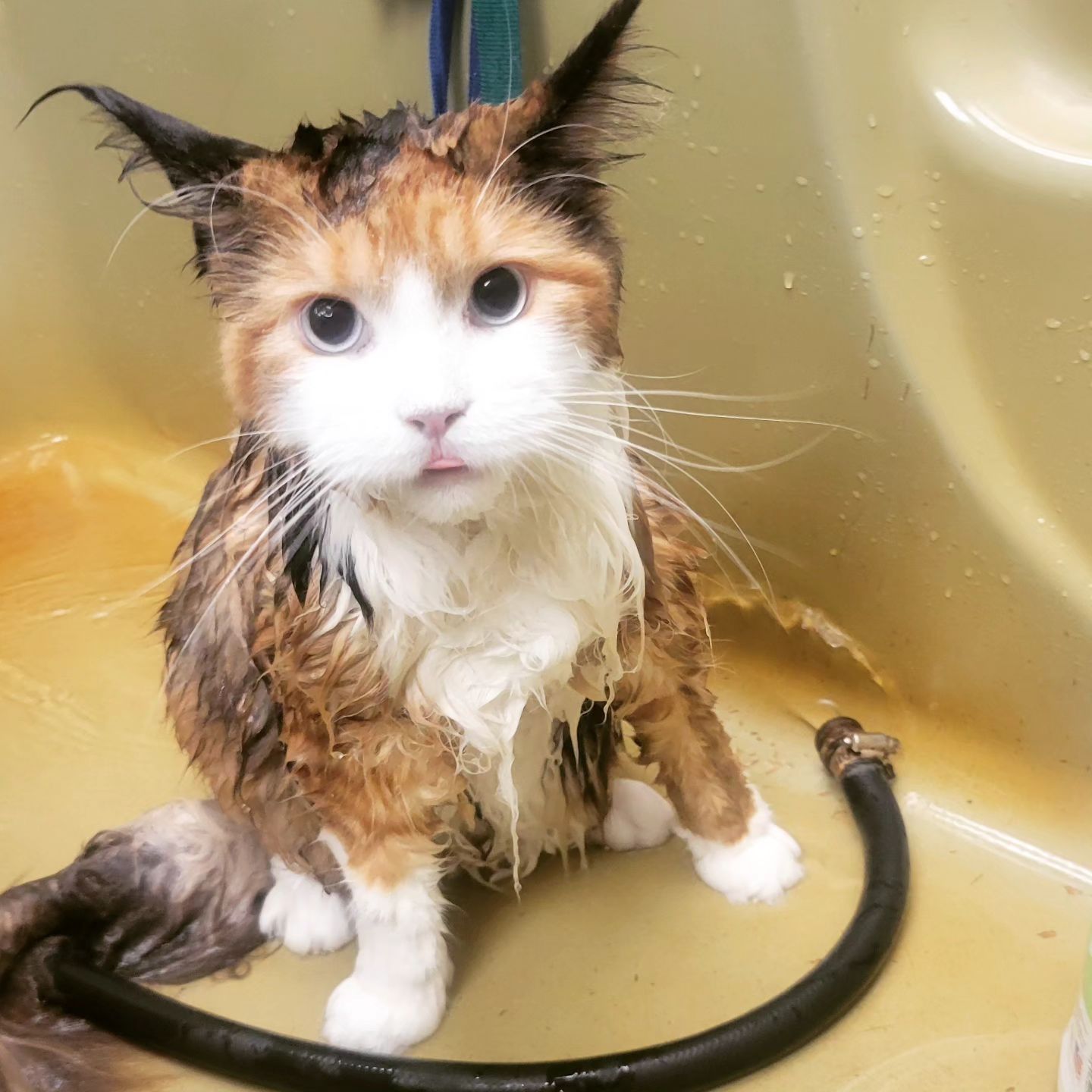 Wet calico cat in a yellow tub, looking at the viewer.
