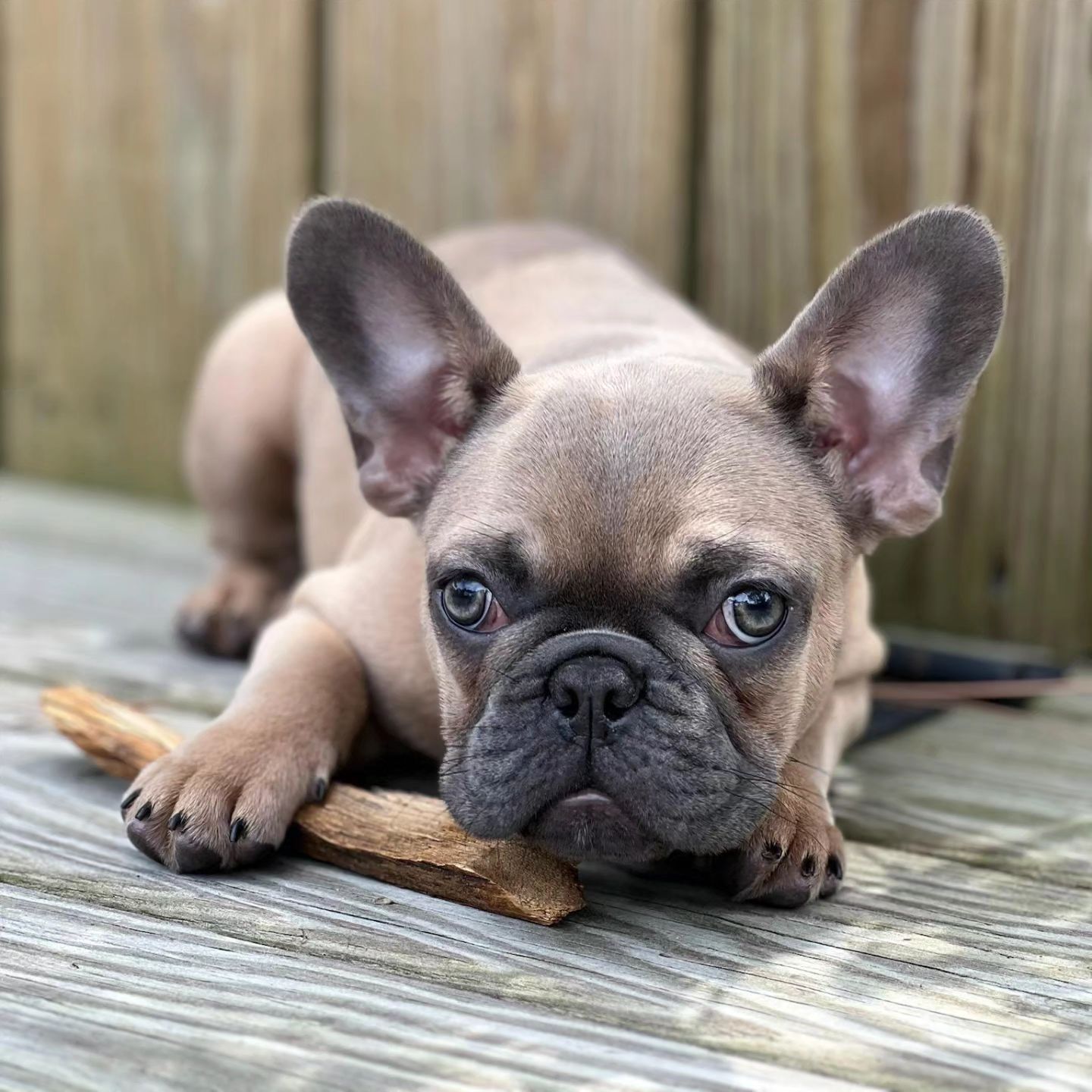 French Bulldog puppy, tan and gray fur, chewing on a stick on a wooden deck.