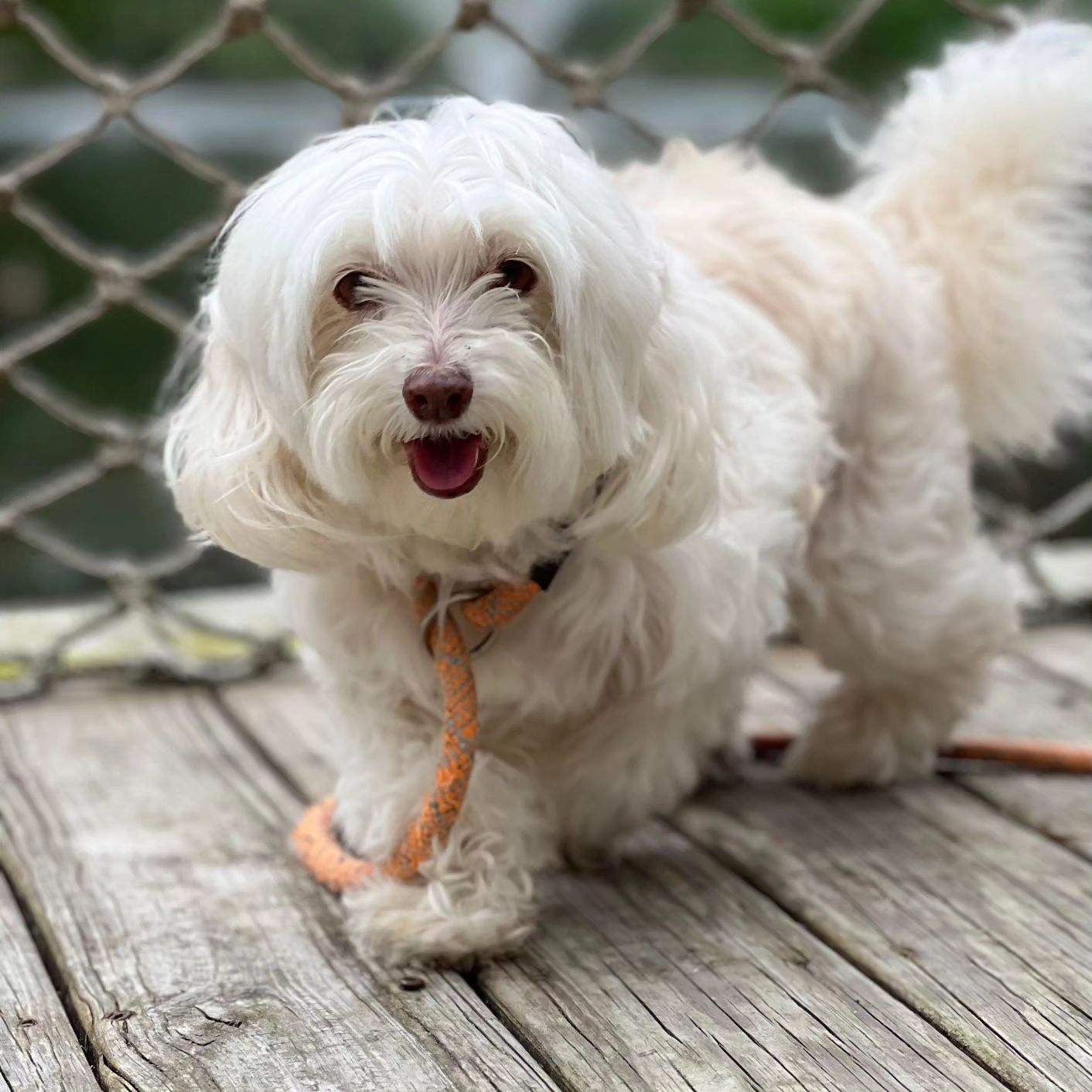White fluffy dog with brown nose, smiling, on a wooden deck with an orange leash.