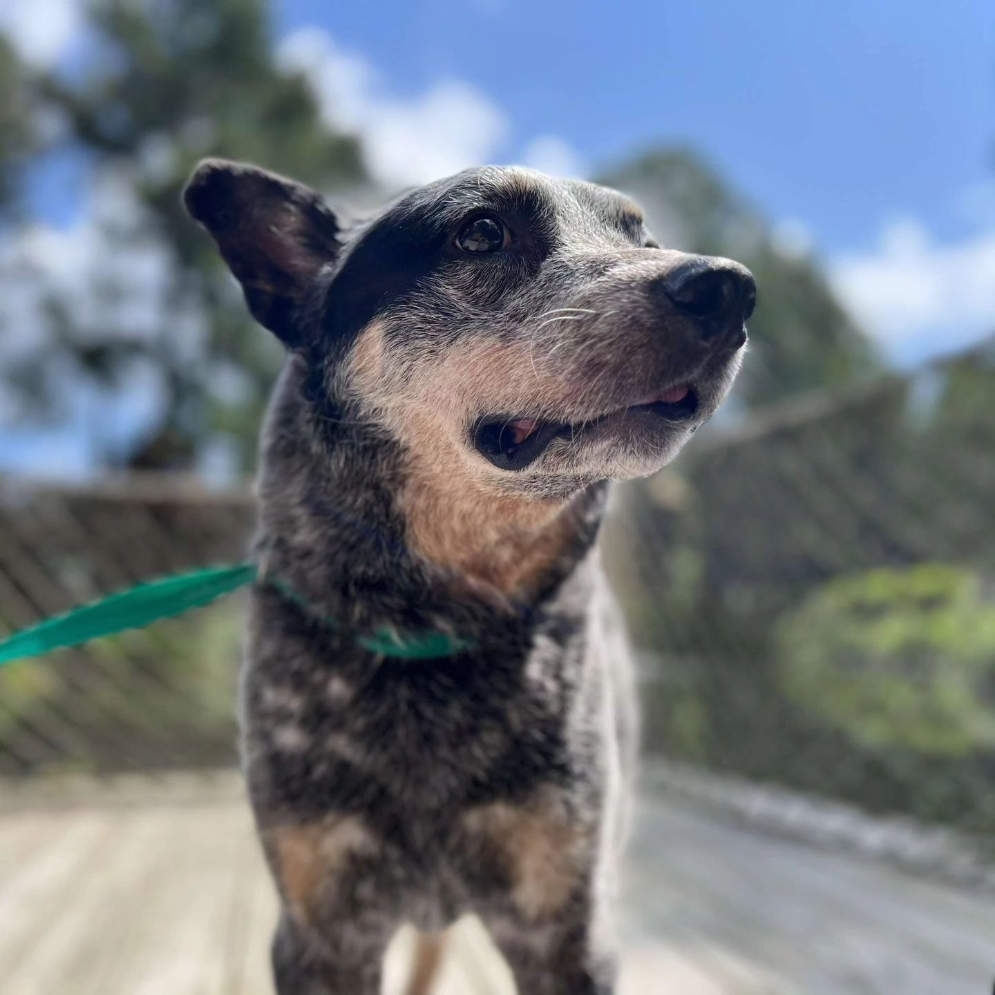 Blue heeler dog with grey and white fur, wearing a green collar, looking to the side outdoors.