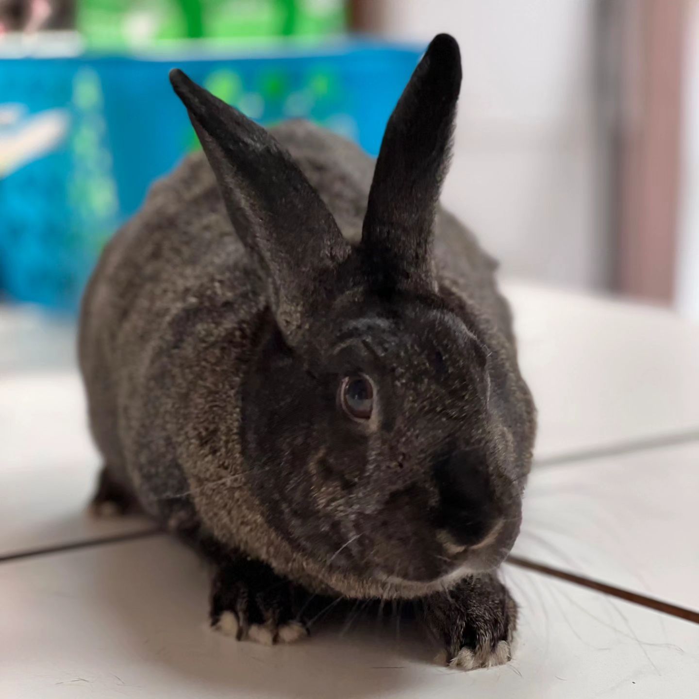 Dark gray rabbit with large ears sitting on a white surface, looking forward.