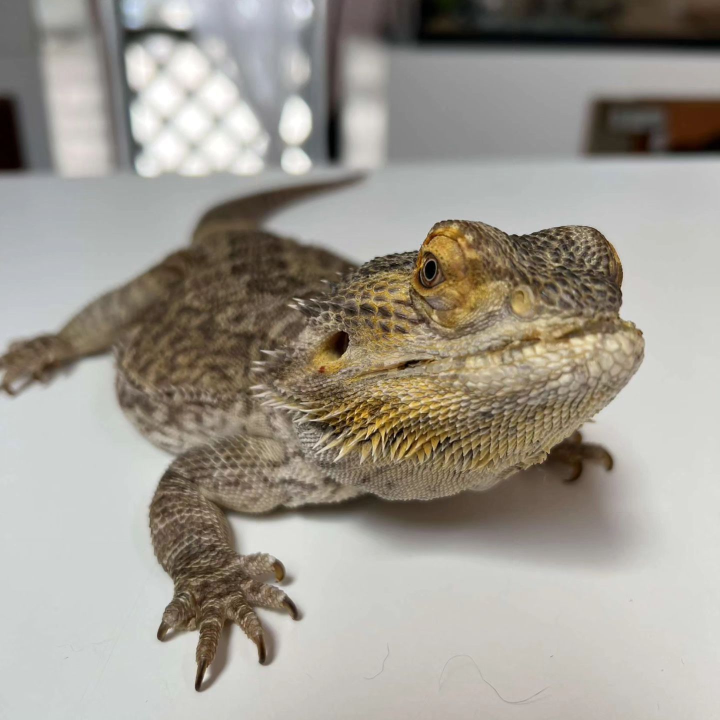 Bearded dragon with a tan and brown textured body, on a white surface.