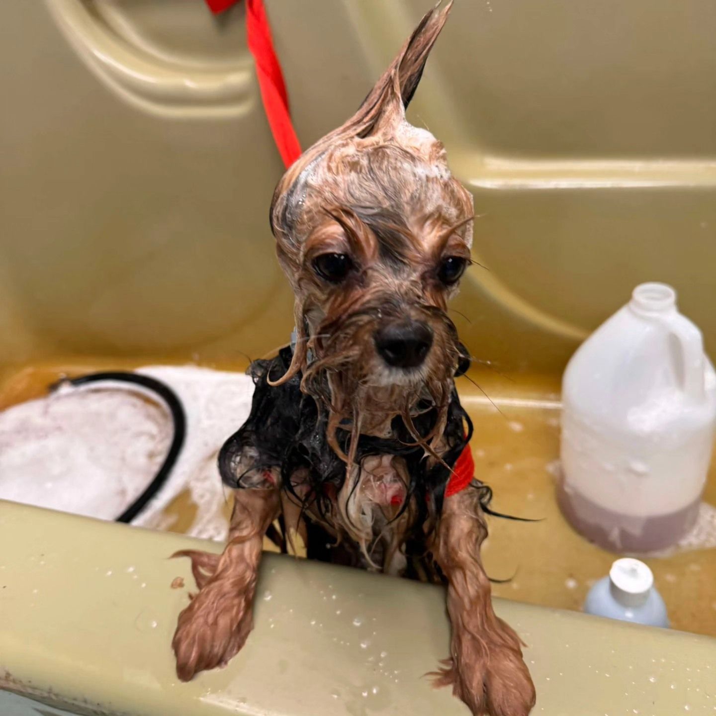 Wet Yorkshire Terrier dog in a bathtub, wearing a black shirt and red leash, looking up with a worried expression.
