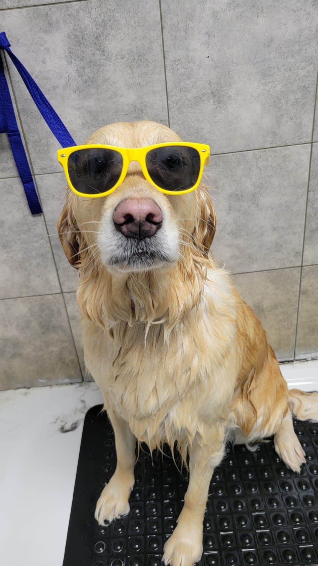 Golden retriever wearing yellow sunglasses sits post-bath. Wet fur, looking forward.