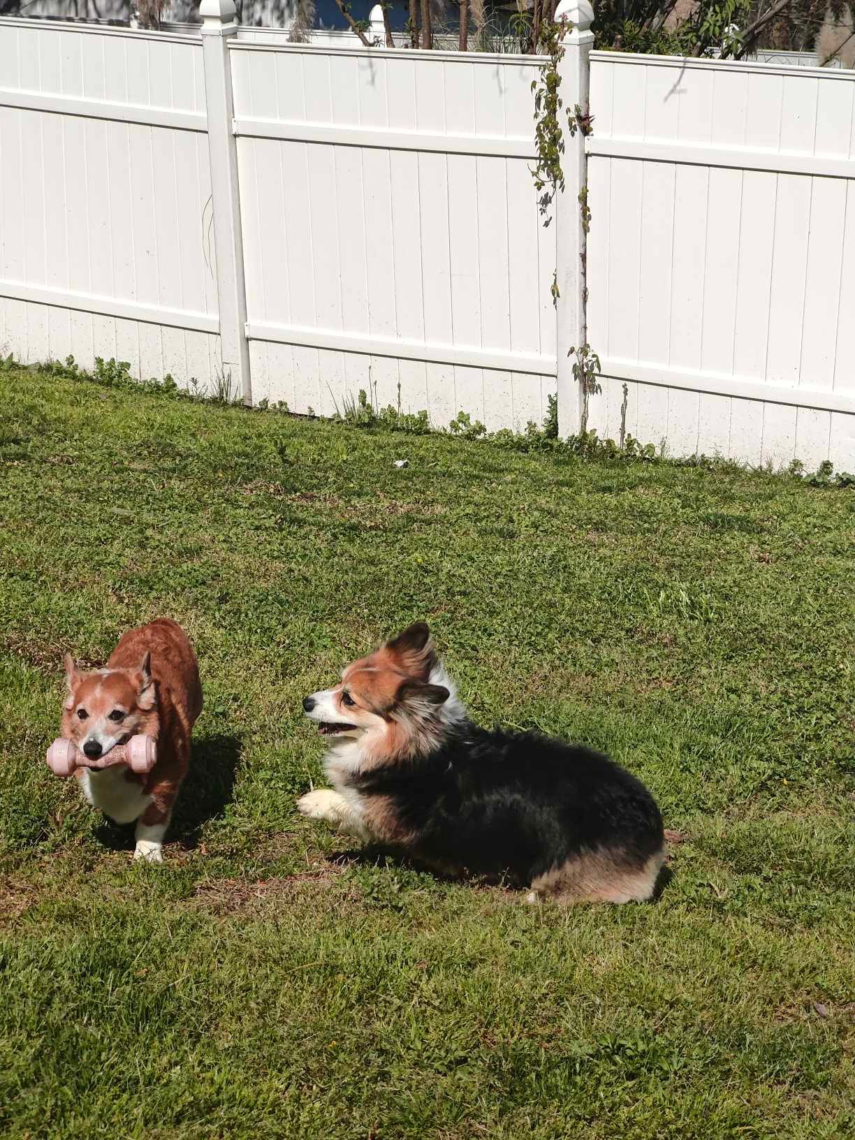 Two corgi dogs playing in a grassy yard by a white fence. One holds a pink toy.