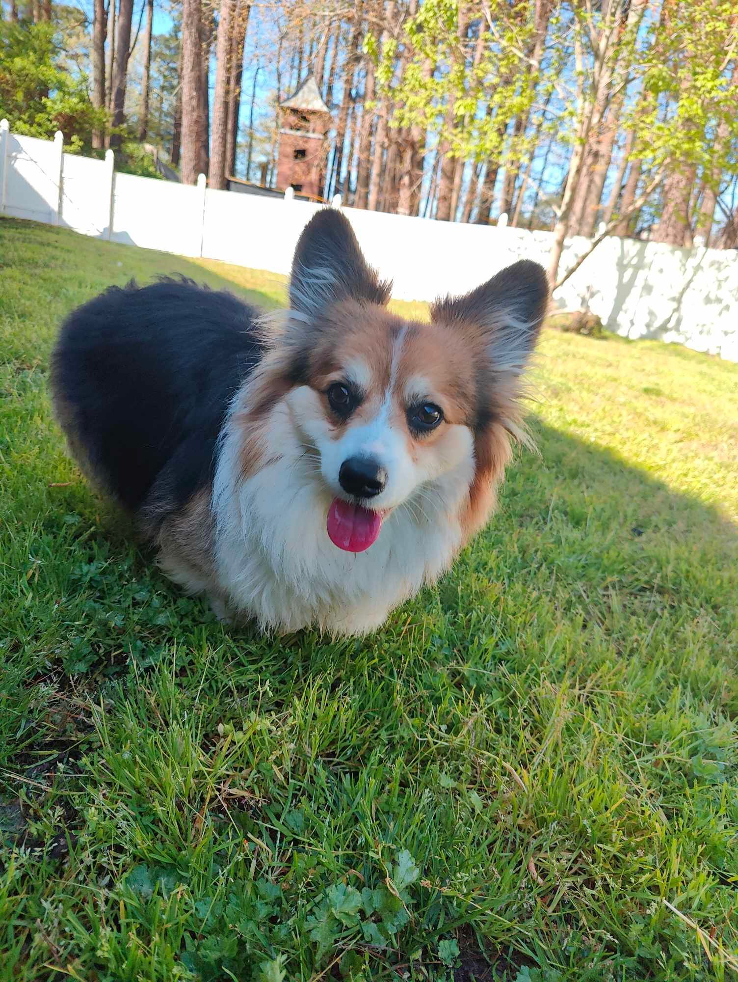 A Pembroke Welsh Corgi with a pink tongue lolling, sitting on green grass.