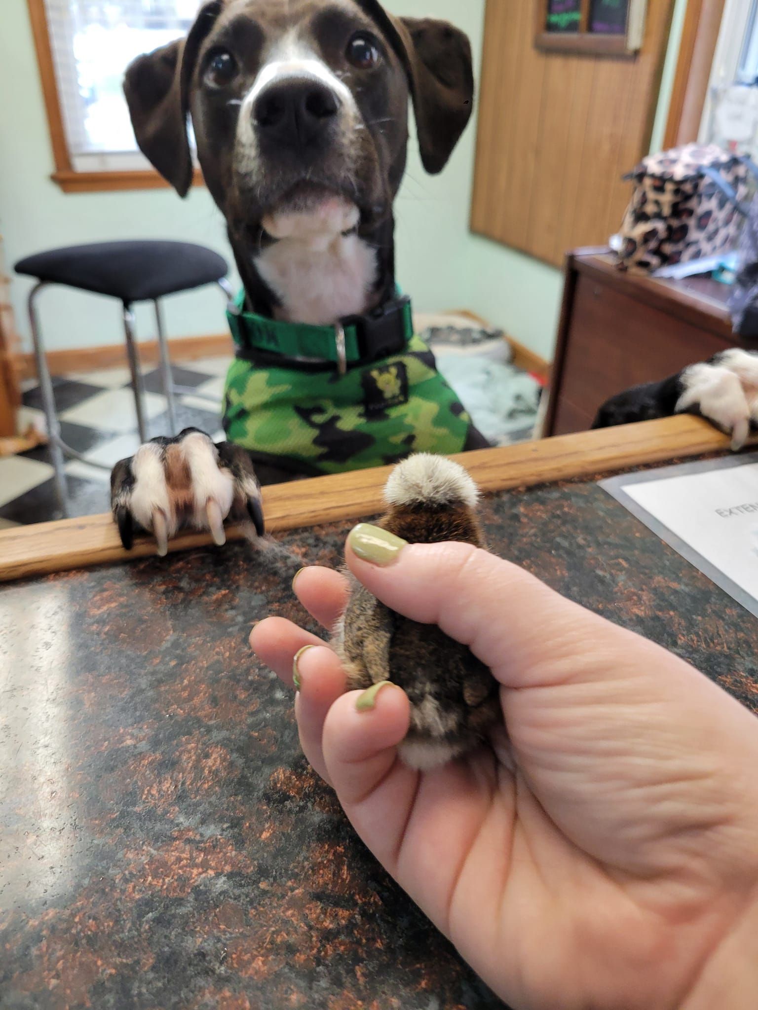 Dog in camo vest looks at hand holding a small bird on a counter in a room.