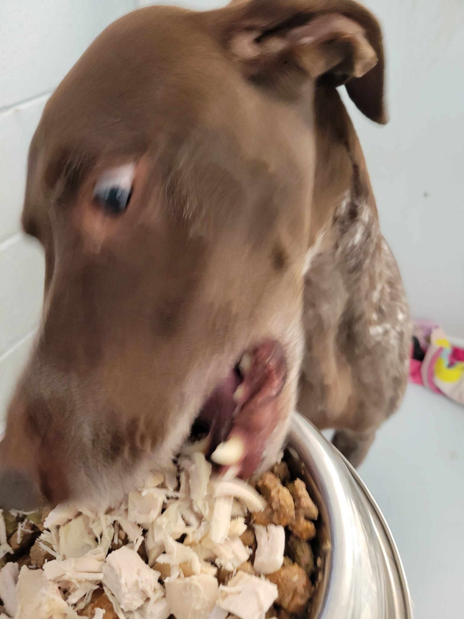 Brown dog eating from a silver bowl filled with food.