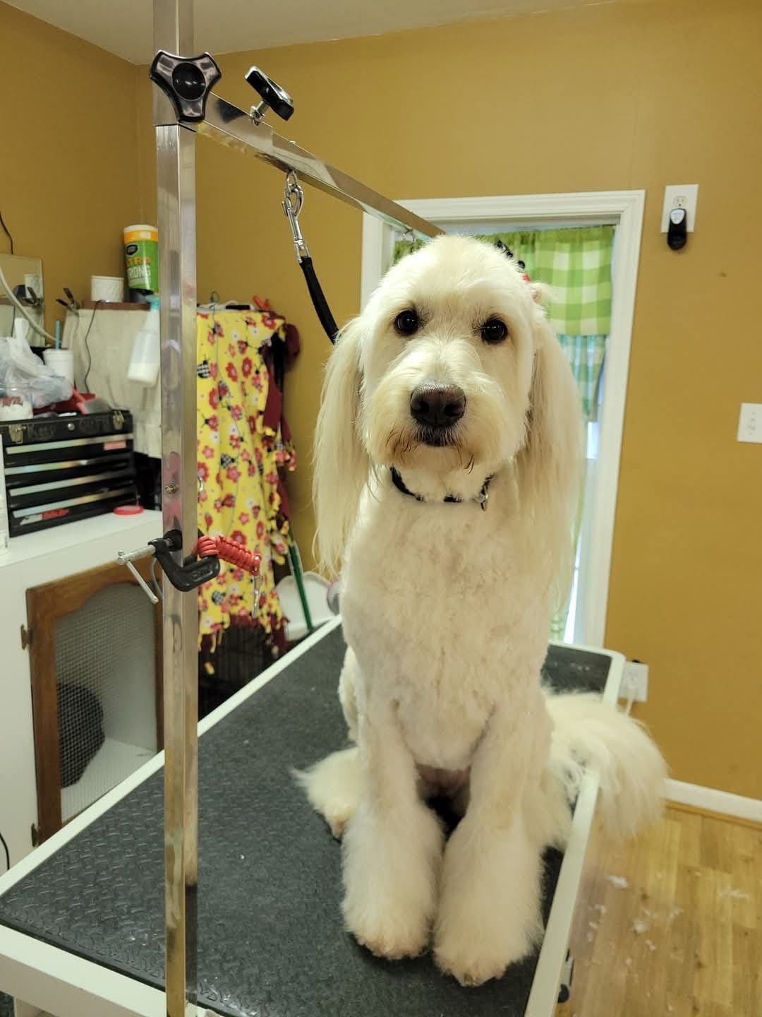 White dog with a groomed coat sits on a grooming table in front of a yellow wall.