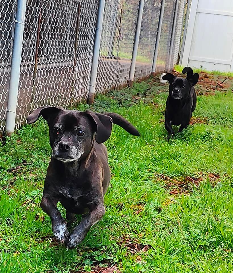Two black dogs running on green grass near a chain-link fence.