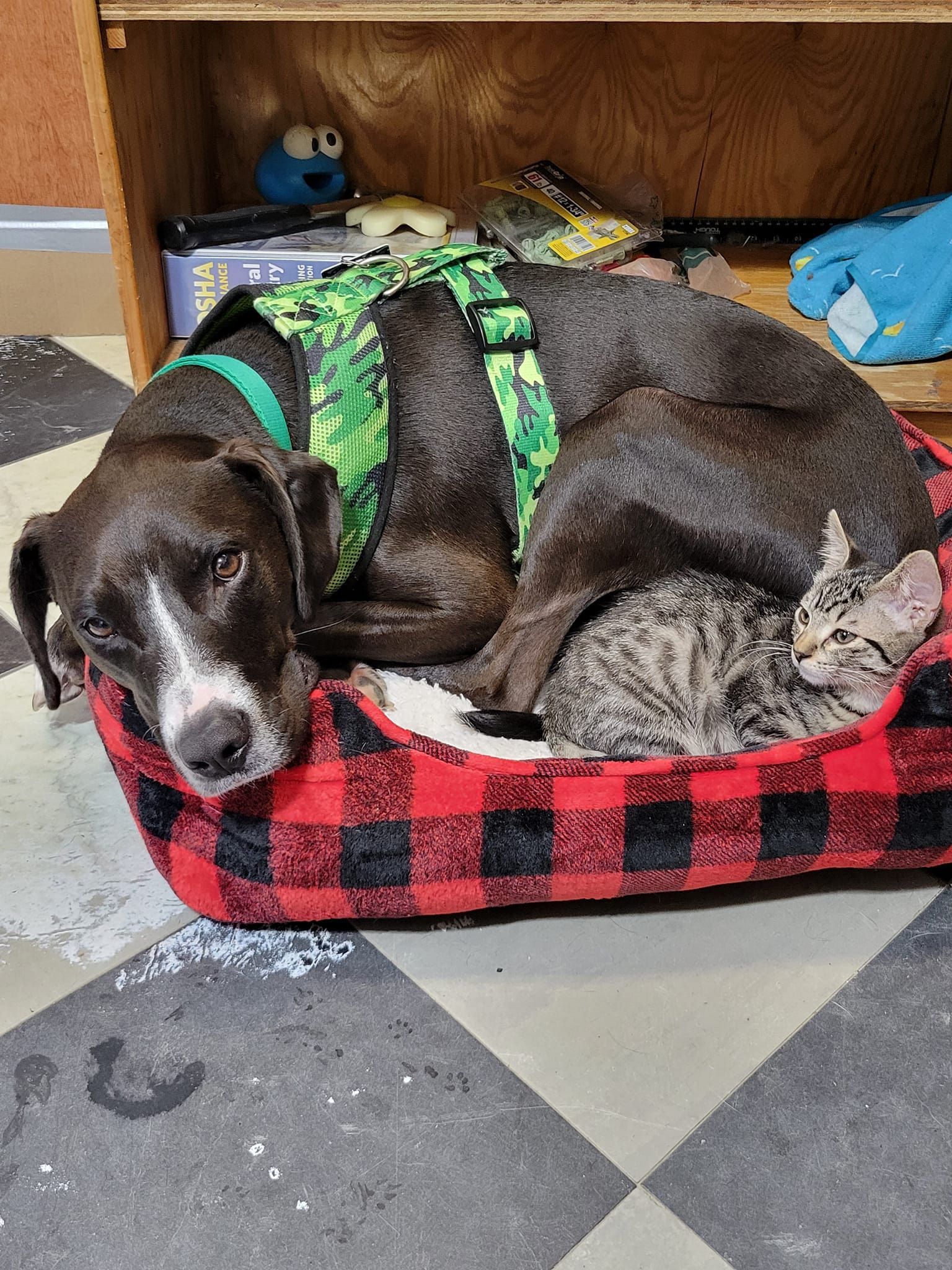 Dog in green harness snuggles with tabby kitten in a red and black plaid bed.