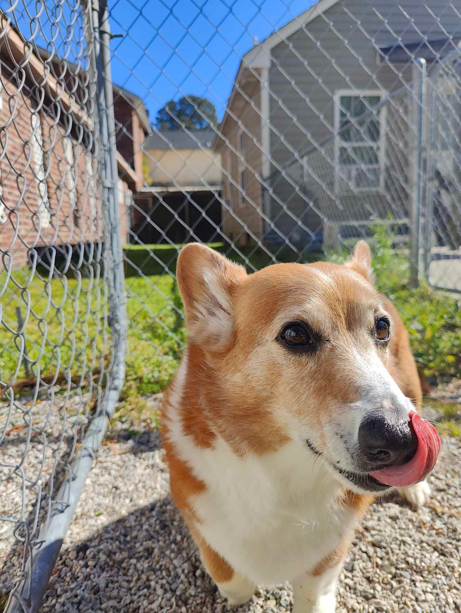 Corgi with orange and white fur licks its nose while standing near a chain-link fence, sunny outdoor setting.
