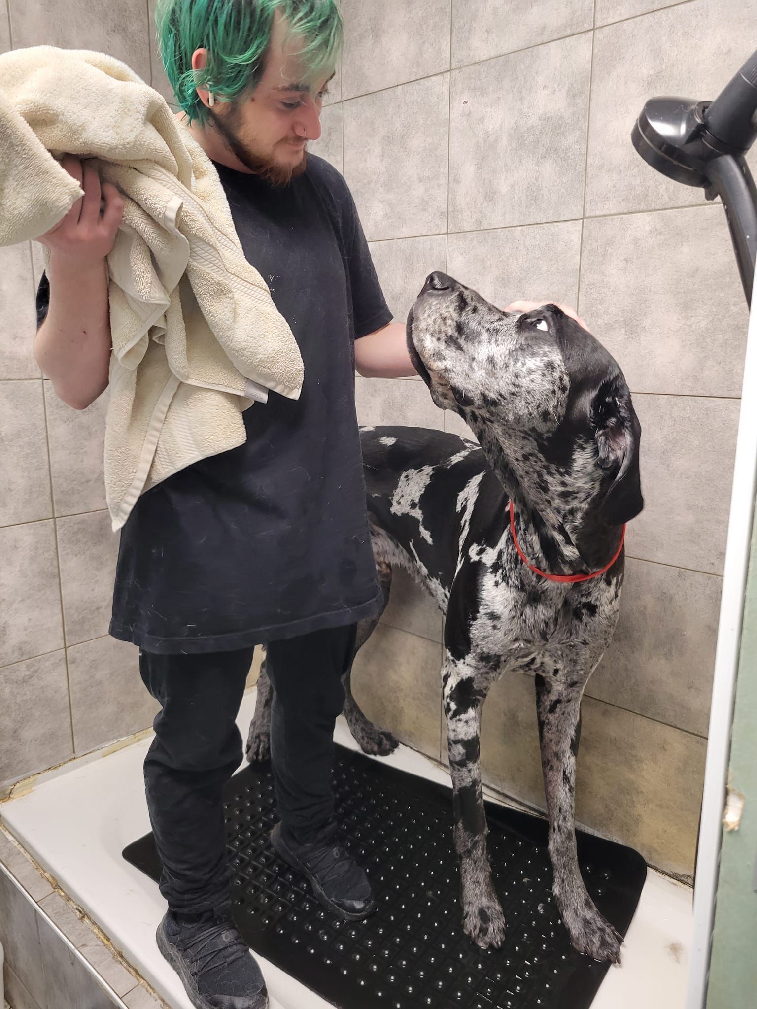 Person with green hair drying a Great Dane with a towel in a dog wash.