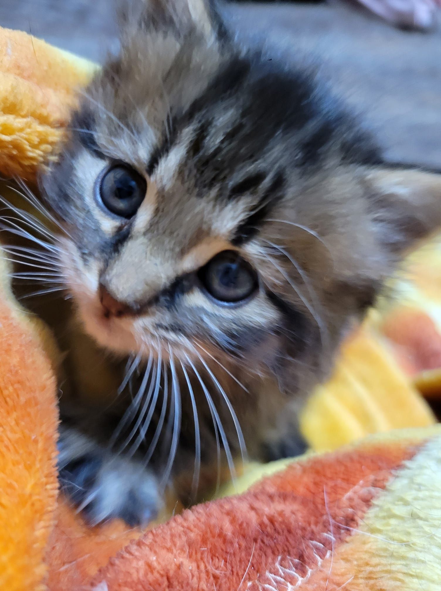 Fluffy tabby kitten with big eyes nestled in an orange blanket.