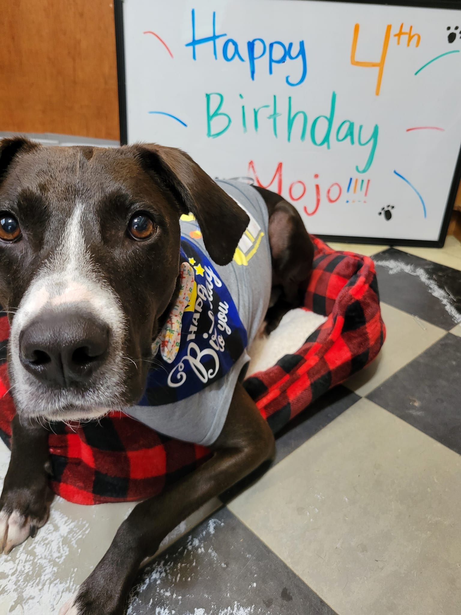 Black and white dog wearing a bandana and shirt, sitting in a red plaid dog bed, celebrating his 4th birthday.