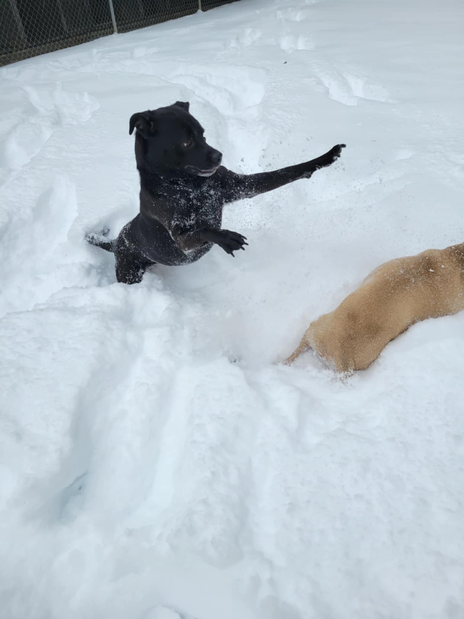 Black dog jumps in deep snow, one paw raised. Tan dog lies in snow nearby.