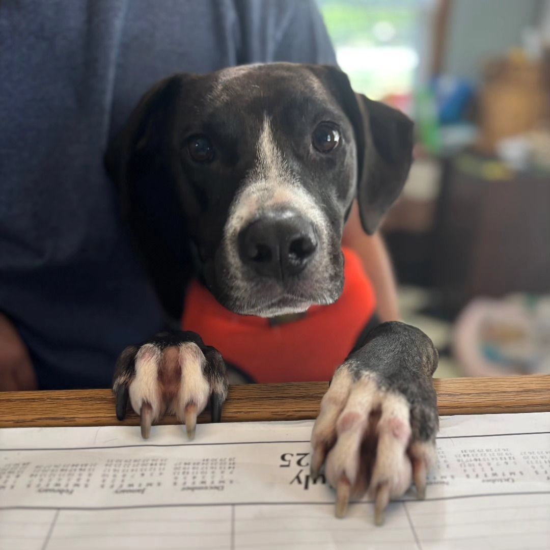 Black and white dog with paws on wooden surface, wearing orange shirt.