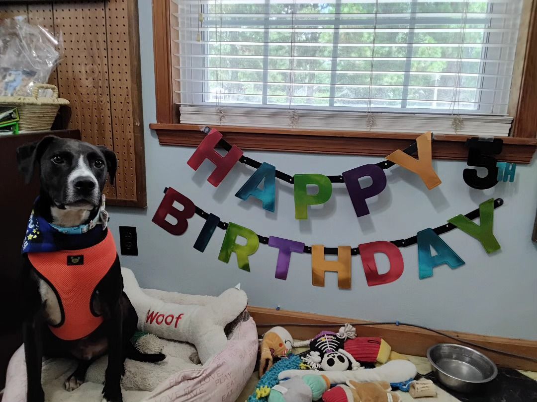 Dog wearing a harness, sitting in front of a window decorated with a