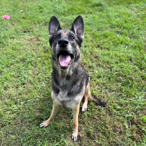 German Shepherd sits in grass with mouth open.