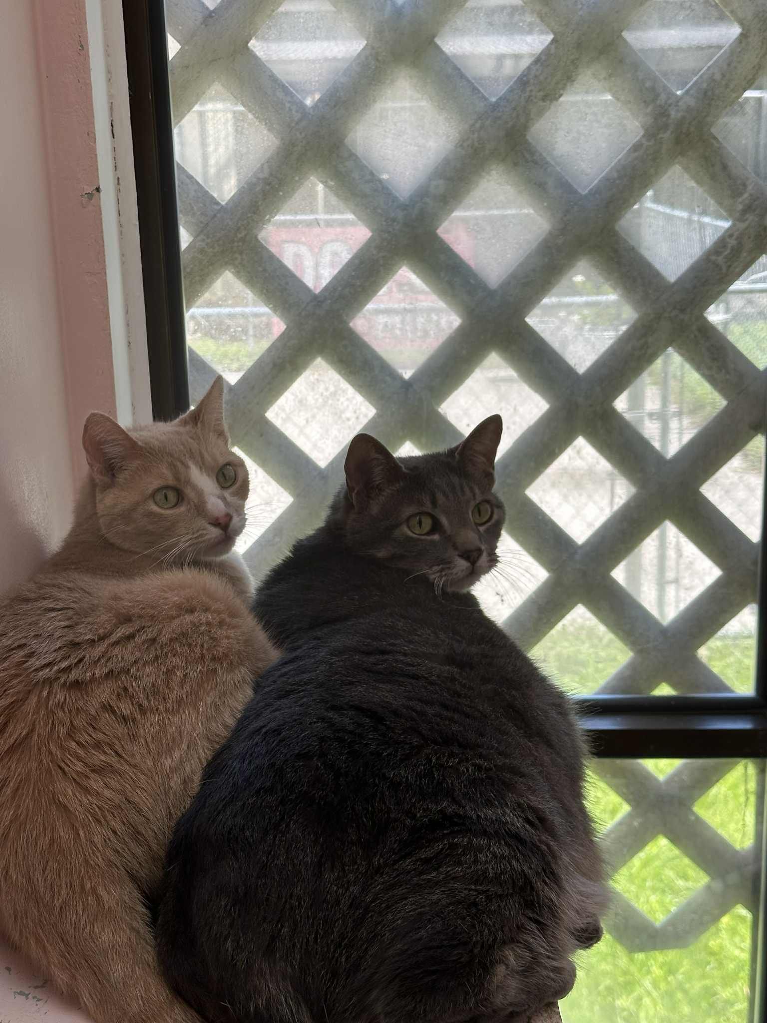 Two cats, one tan, one gray, looking out a window with a diamond grid pattern.