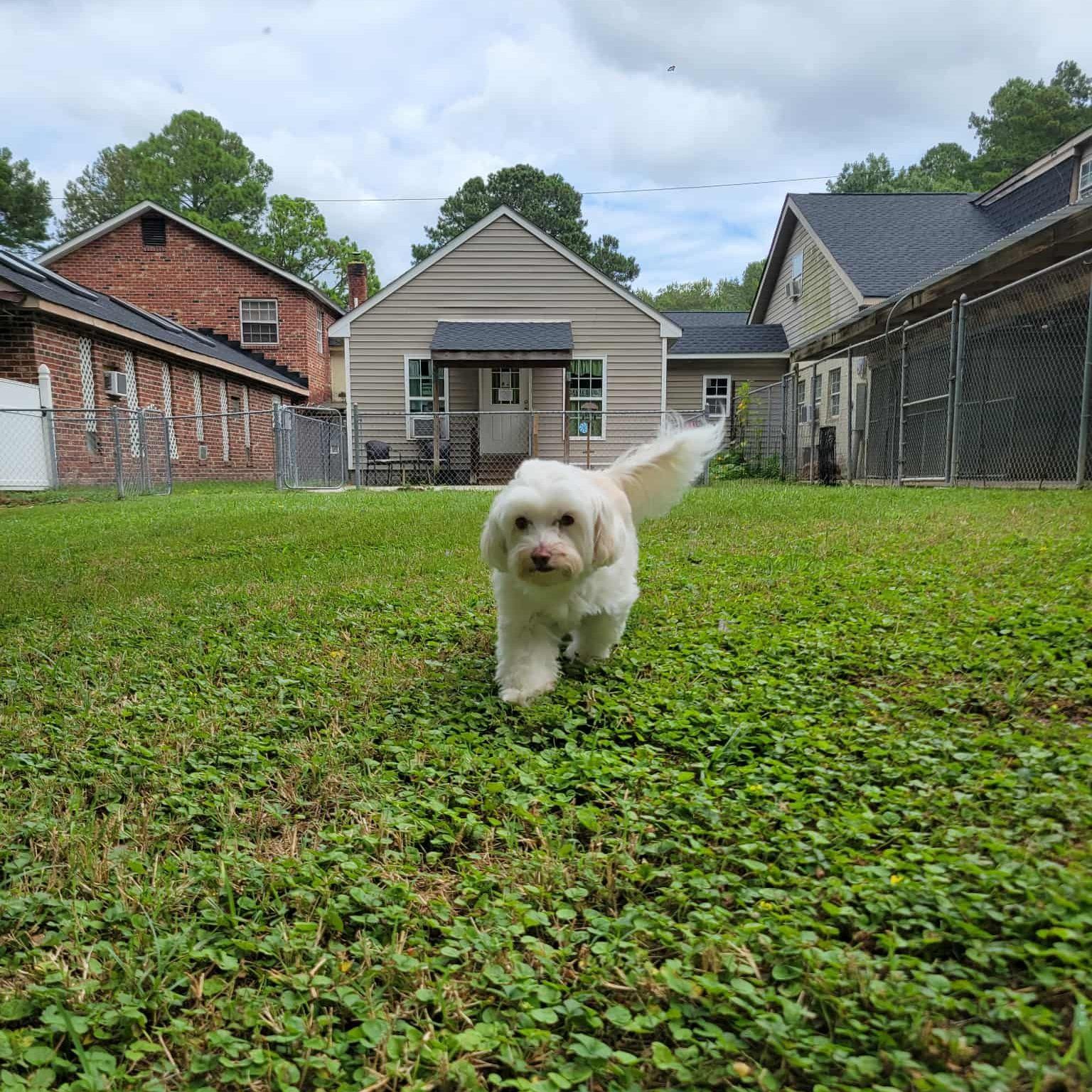 White dog with fluffy tail walks in a grassy yard towards the viewer, buildings in the background.