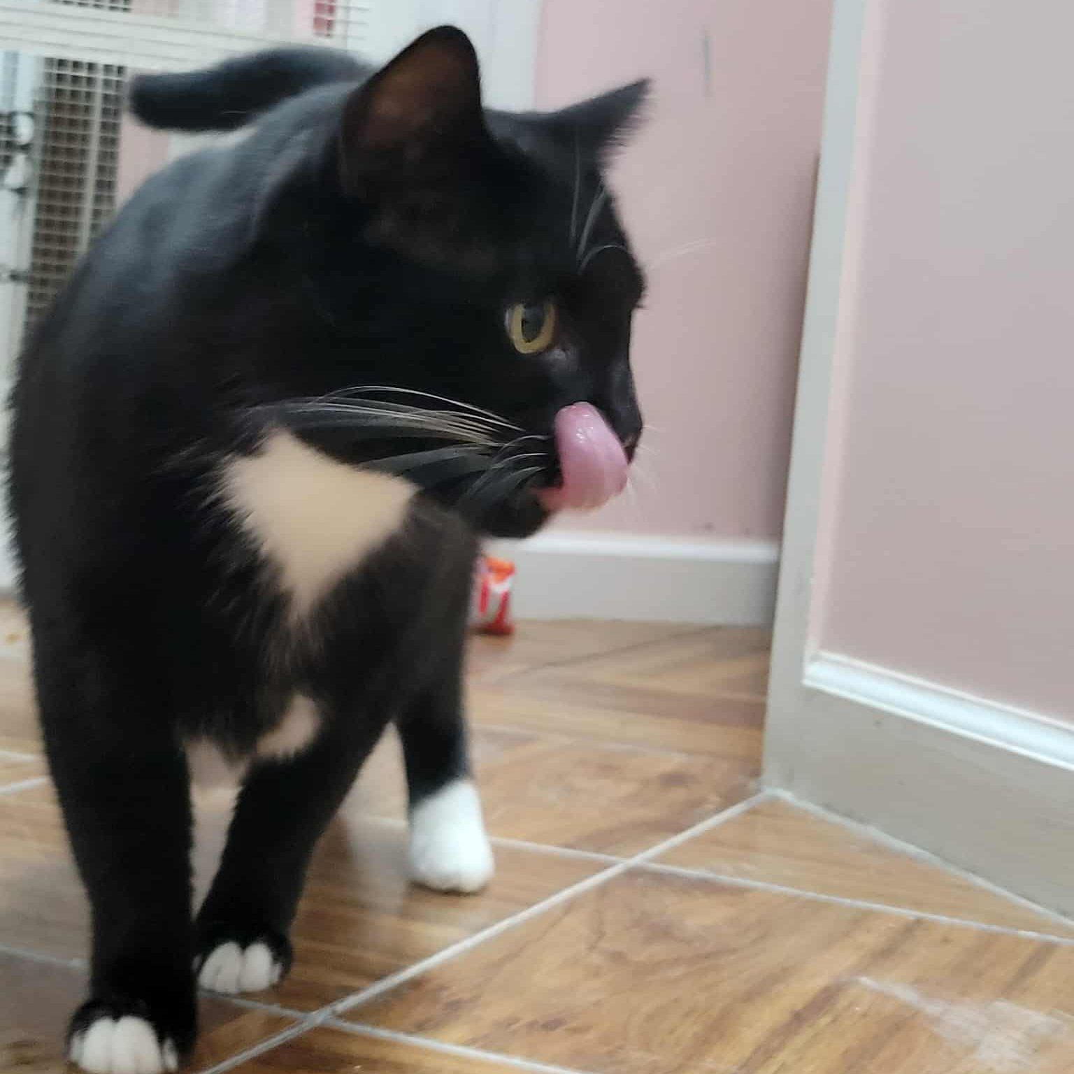 Black and white tuxedo cat licking its lips, white paws, pink wall, brown tile floor.
