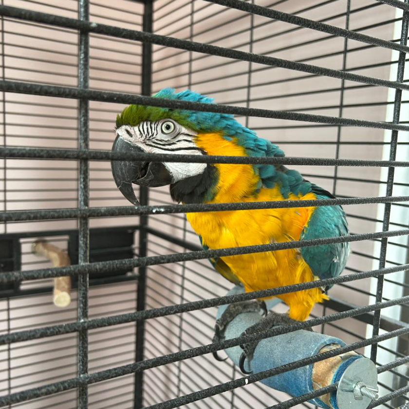 Blue and yellow macaw perched inside a black cage, looking to the side.