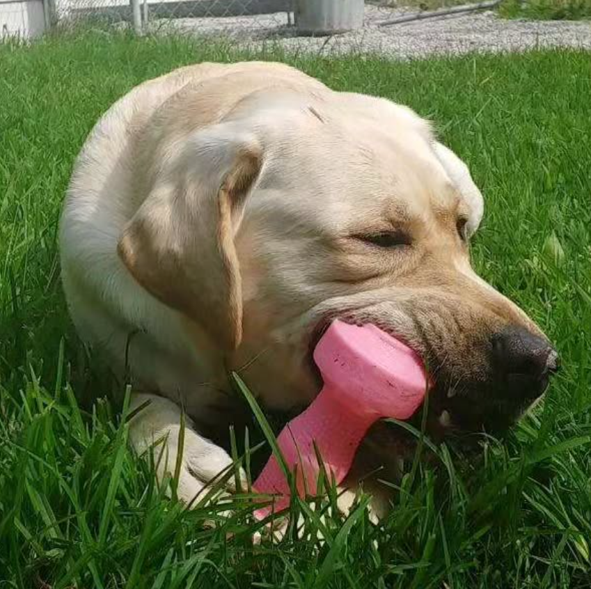 Yellow Labrador dog chews on a pink toy in green grass.