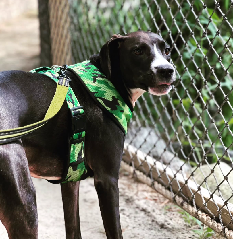 Black dog wearing a green camouflage harness, looking to the side near a chain-link fence.