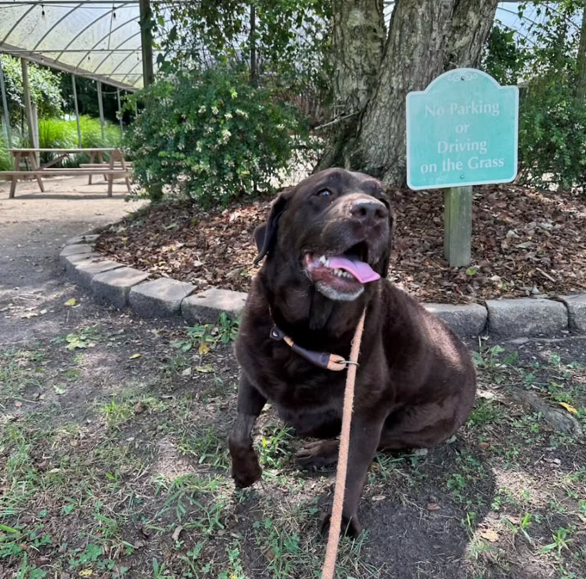 Chocolate Labrador sitting near a tree, tongue out, next to a “No Parking on the Grass” sign.