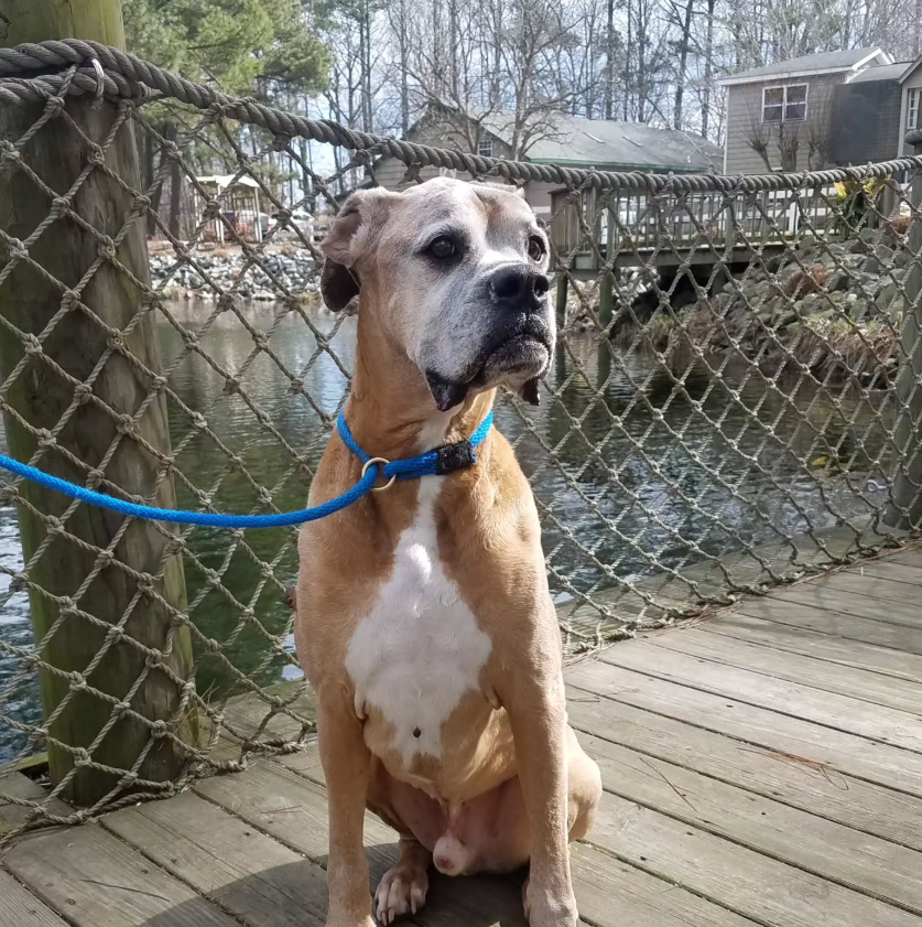 Tan and white Boxer dog wearing blue collar sits on a wooden bridge, looking to the side near a body of water.