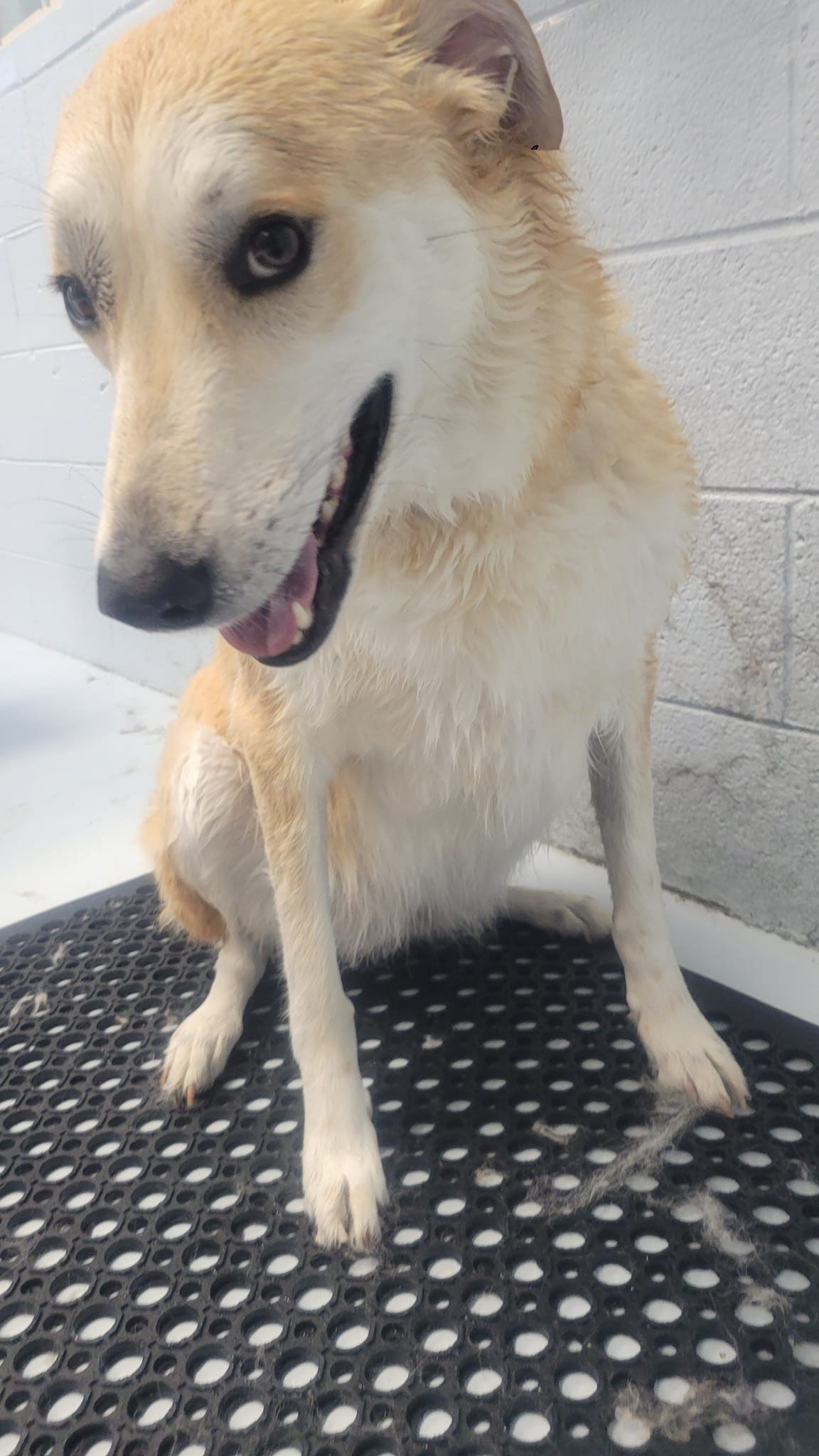 Tan dog with dark eyes sits on a black mat, panting. White wall in background.