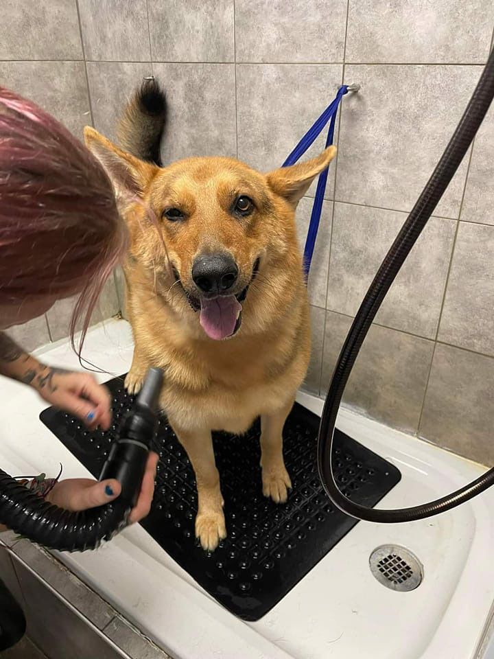 Dog being groomed; winking, tan fur, tongue out. A person holding a dryer. White tub, black mat.